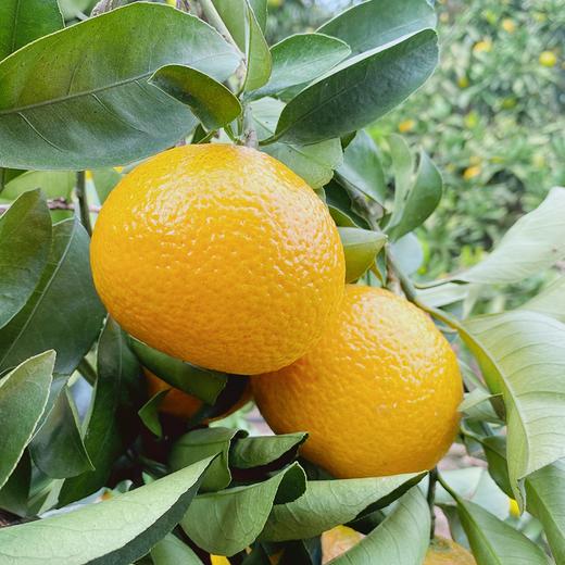 甜桔柚 商品图1