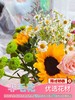 【意气风发】向日葵➕绿扣雏菊➕洋甘菊➕折射蔷薇➕勿忘我 商品缩略图3