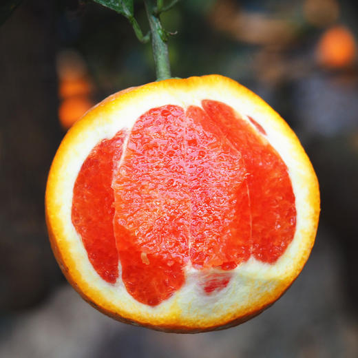 湖北61中华红血橙国家地标产品晚熟60天脐橙中的贵族皮薄肉嫩果肉