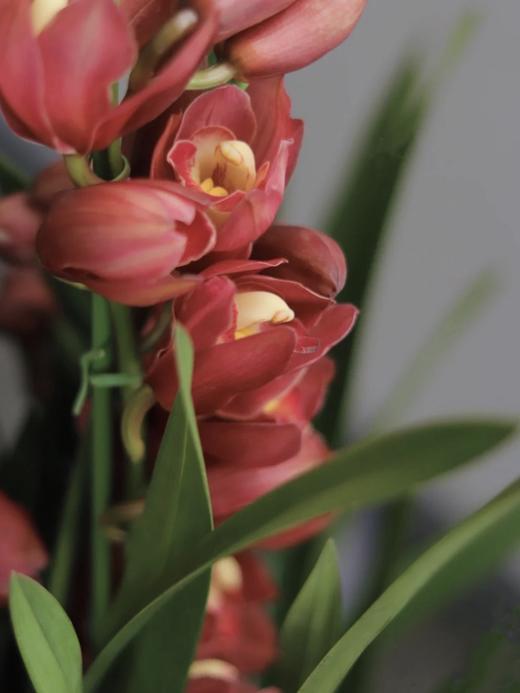 【大花蕙兰.立兰盆栽】1盆/份 黑色加仑盆发货 商品图7