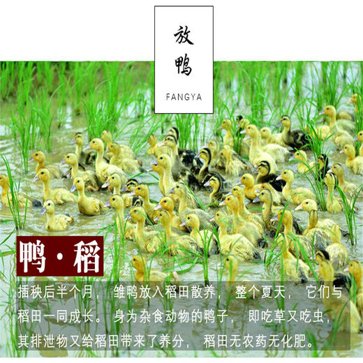 基地直发-鸭泉米 鸭泉延边有机贡米、鸭田米、大米、天天向上推荐！ 商品图1