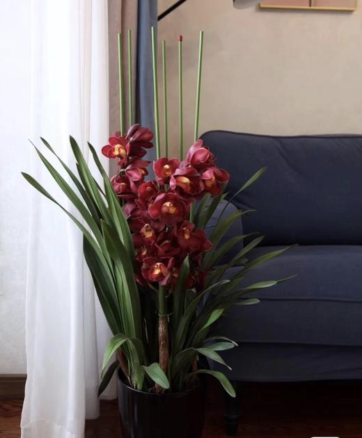 【大花蕙兰.立兰盆栽】1盆/份 黑色加仑盆发货 商品图9