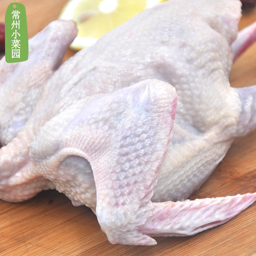 新桥高鹏 老鸽1只 商品图2