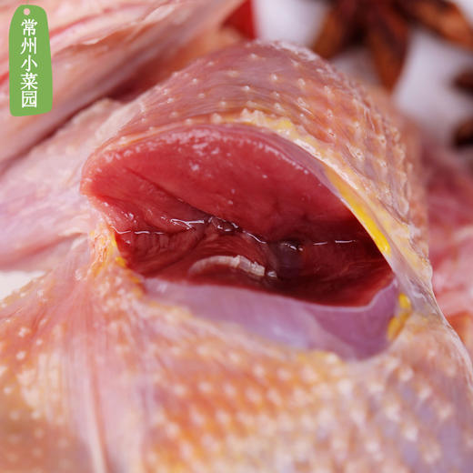 新桥高鹏 老鸽1只 商品图3