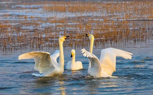老君山冬日仙境、山西瑰宝广胜寺/小西天/永乐宫、三门峡天鹅、白马寺、夜拍龙门石窟、皇城相府8天摄影团 商品图7