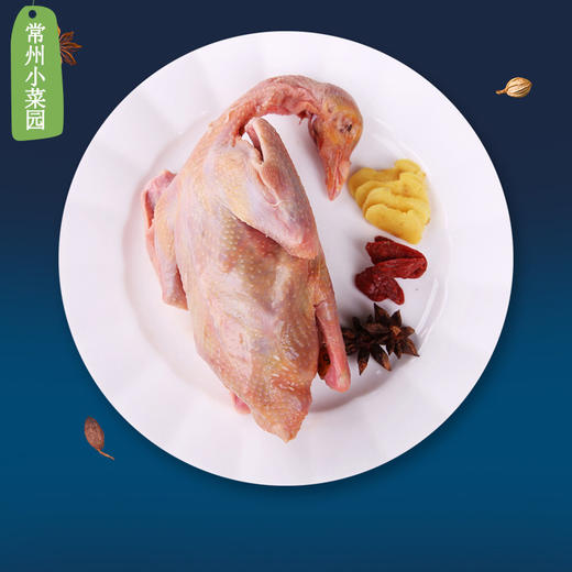 新桥高鹏 老鸽1只 商品图1