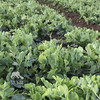 生态豌豆苗 | 绿家自产*Ecological pea seedlings | Self-production 商品缩略图1