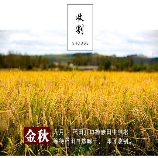 基地直发-鸭泉米 鸭泉延边有机贡米、鸭田米、大米、天天向上推荐！ 商品图2