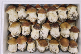 【常州馆】优鲜到家 基地赤松茸500g