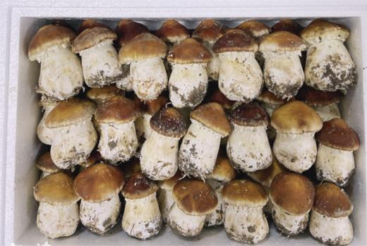 【常州馆】优鲜到家 基地赤松茸500g 商品图0