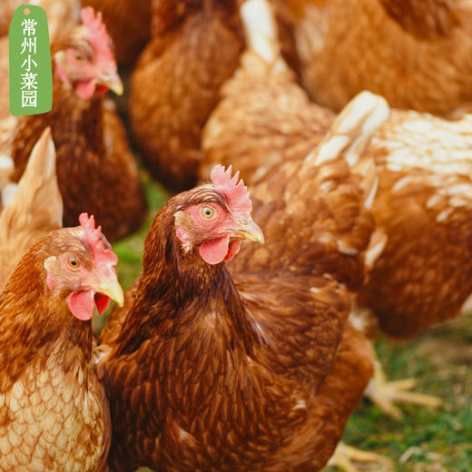 灵芝菊花鸡老母鸡 400多天 每周三发货 百鸟朝凤 商品图4