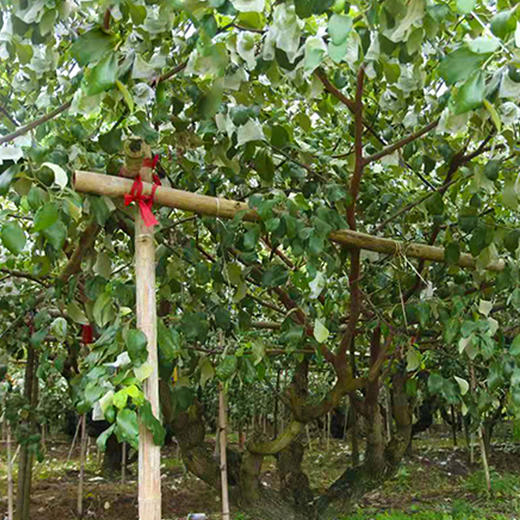 【福建·漳州】精品牛奶贵妃枣 台湾引进 福建种植 新鲜大青枣 孕妇水果  贵妃枣 脆甜多汁 商品图6