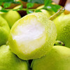【码帮直采 济南仓直发】正宗新疆库尔勒香梨 皮薄脆甜品质酥梨 新鲜水果 当季酥脆梨 商品缩略图1