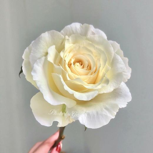 肯尼亚进口玫瑰VITALITY活力12支 商品图3