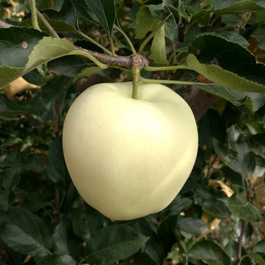 #基地直发# 【山东·烟台】黄元帅苹果 黄金帅 刮泥粉面苹果 当季水果 商品图6