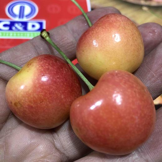 特惠福利🎉xl炸街的特价黄车，口感甜蜜细腻，嘎嘣脆嫩的黄车。买到即赚到，数量有限，不可错过的甜蜜。 商品图4