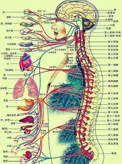 脊柱与人体五脏六腑疾病的关系！内丹八节动功如何来调理我们的脊柱！专家讲解