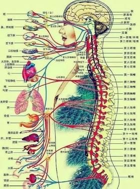 脊柱与人体五脏六腑疾病的关系！内丹八节动功如何来调理我们的脊柱！专家讲解