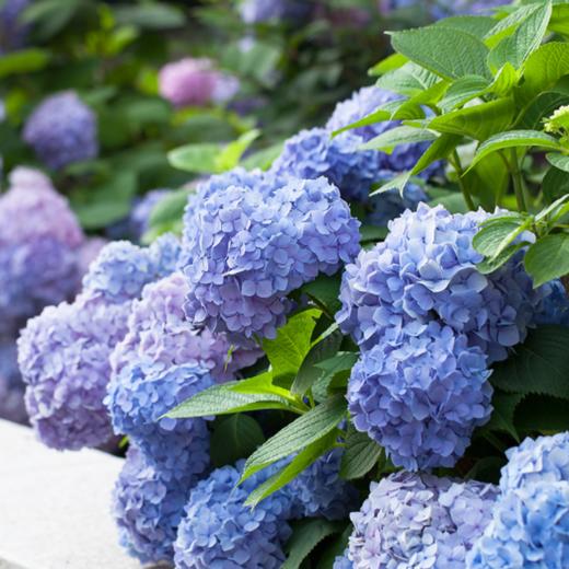 【春节不打烊】【带花苞】易多梦幻绣球 规格可选