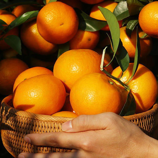 云南山地晚熟沃柑│山人优选，纯甜！皮薄肉脆，颗颗饱满，自然农法种植，生态健康 商品图3