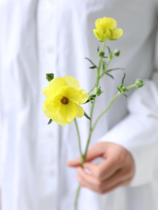 蝴蝶洋牡丹【你若盛开，蝴蝶自来】简小姐精选 稀有新品温柔蝴蝶洋牡丹  下单48小时发货 两件顺丰包邮 商品图4