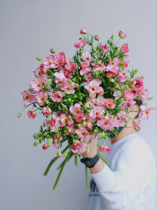 蝴蝶洋牡丹【你若盛开，蝴蝶自来】简小姐精选 稀有新品温柔蝴蝶洋牡丹  下单48小时发货 两件顺丰包邮 商品图12