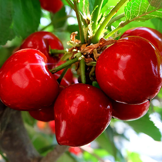 【智利车厘子 上海仓发货】智利进口车厘子 桑缇娜原箱礼盒  特大进口樱桃 商品图1