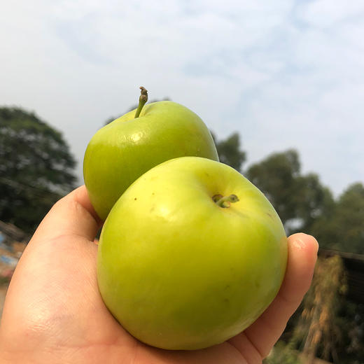 【福建·漳州】精品牛奶贵妃枣 台湾引进 福建种植 新鲜大青枣 孕妇水果  贵妃枣 脆甜多汁 商品图8