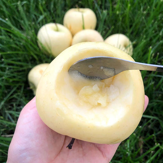 #基地直发# 【山东·烟台】黄元帅苹果 黄金帅 刮泥粉面苹果 当季水果 商品图4