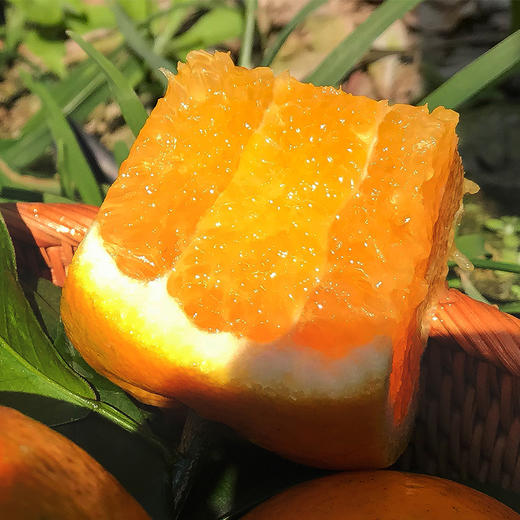 【甜蜜爆汁】广西沃柑 红火明艳 甜润水嫩 细腻化渣 黄金酸甜比 畅享爆浆快乐 商品图0