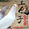 【珠三角包邮】肉篮子 乳鸽2只 450g±50g/袋（2月20日到货) 商品缩略图0