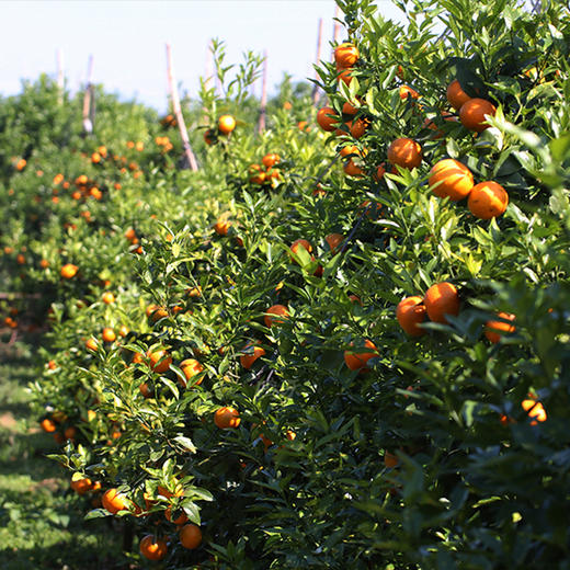 云南山地晚熟沃柑│山人优选，纯甜！皮薄肉脆，颗颗饱满，自然农法种植，生态健康 商品图5