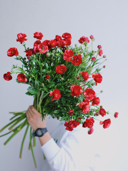 蝴蝶洋牡丹【你若盛开，蝴蝶自来】简小姐精选 稀有新品温柔蝴蝶洋牡丹  下单48小时发货 两件顺丰包邮 商品图5