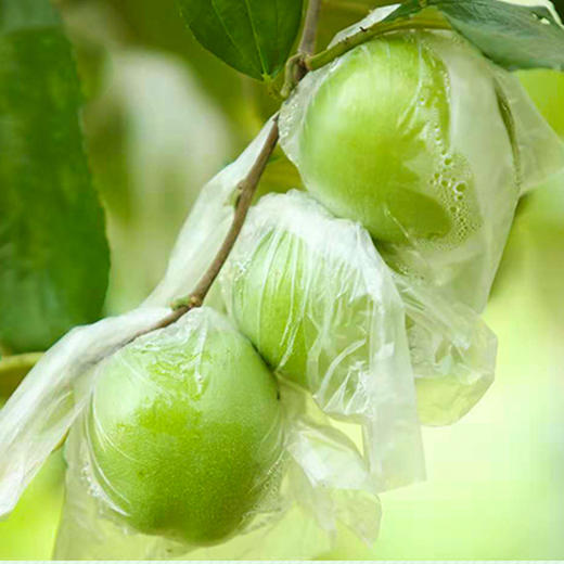 【福建·漳州】精品牛奶贵妃枣 台湾引进 福建种植 新鲜大青枣 孕妇水果  贵妃枣 脆甜多汁 商品图4