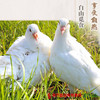 【珠三角包邮】肉篮子 乳鸽2只 450g±50g/袋（2月20日到货) 商品缩略图1