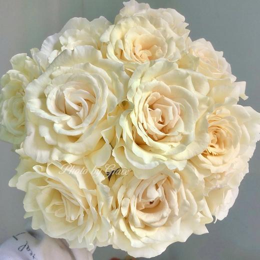 肯尼亚进口玫瑰VITALITY活力12支 商品图0