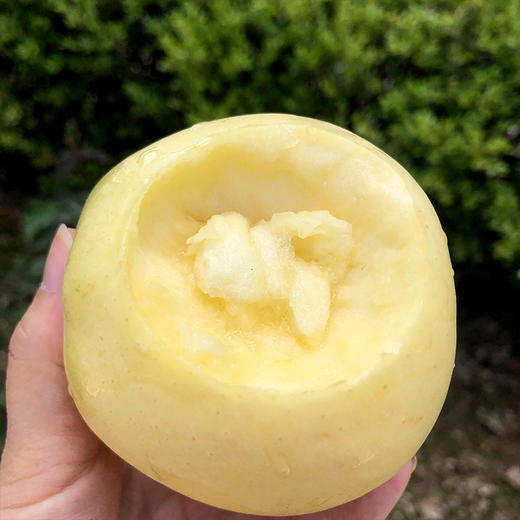 #基地直发# 【山东·烟台】黄元帅苹果 黄金帅 刮泥粉面苹果 当季水果 商品图5