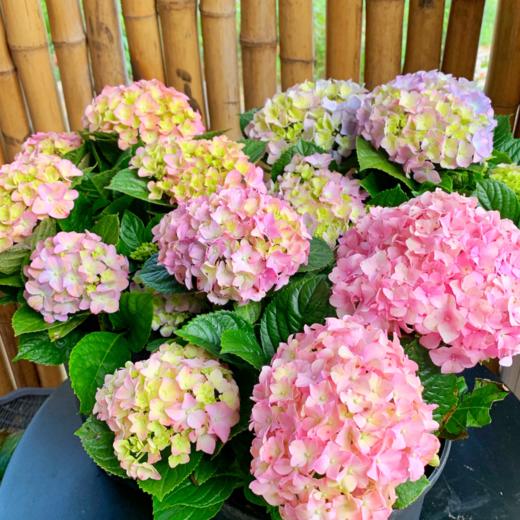 【春节不打烊】【带花苞】易多梦幻绣球 规格可选