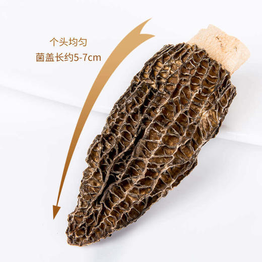 养瑞和丨羊肚菌礼盒装·100g·云南山珍海货·松茸伴侣 商品图4