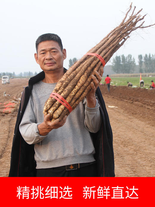 河谷上方 正宗原产地【 霜降后的山药】【丑山药 懂的来！软糯甜！营养丰富！】【5斤装50cm】 生态种植铁棍山药河南焦作温县垆土淮山药 商品图6