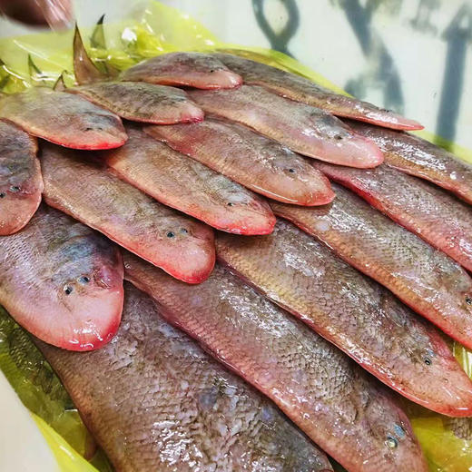 东海龙利鱼 商品图1