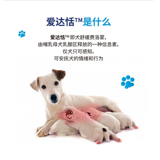 爱达恬 安欣套装 犬用缓解应激 安抚情绪  环境适应48ml 商品图2