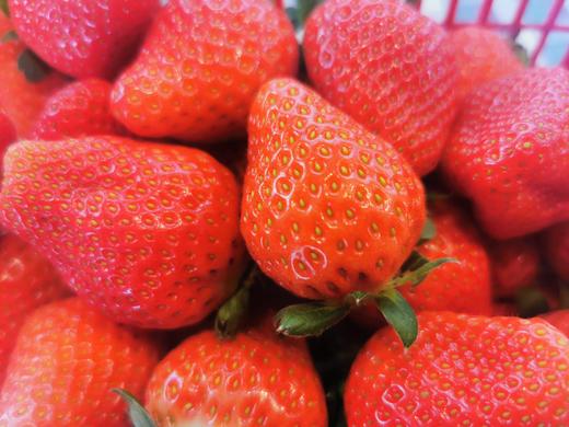精品草莓 两斤装 商品图5