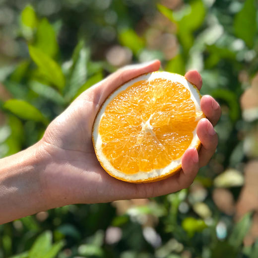 赣南脐橙 中华名果 橙汁满满 芳香四溢 自然成熟 商品图3