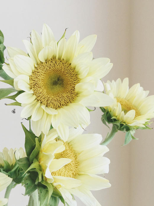 奶油向日葵【入目无他人，四下皆是你】简小姐精选  稀有新品网红温柔奶黄色 奶油向日葵5枝 2件包邮 下单72小时发货 商品图13