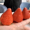 来自丹东的牛奶草莓-爆甜多汁，草莓味超浓！（一盒约1.8-2斤） 商品缩略图3