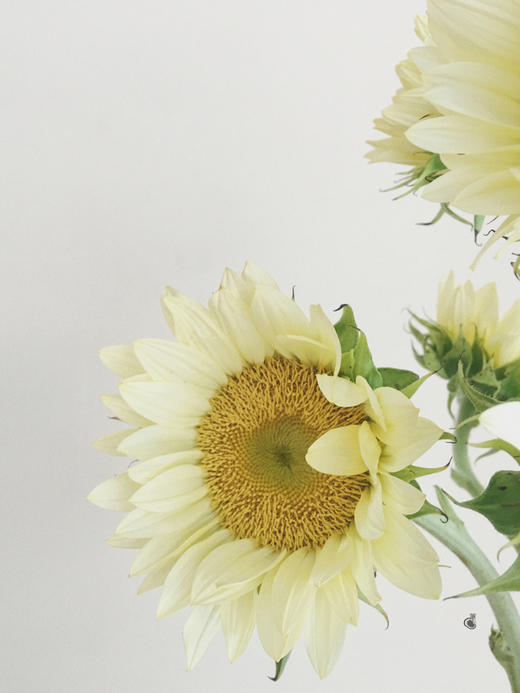 奶油向日葵【入目无他人，四下皆是你】简小姐精选  稀有新品网红温柔奶黄色 奶油向日葵5枝 2件包邮 下单72小时发货 商品图12