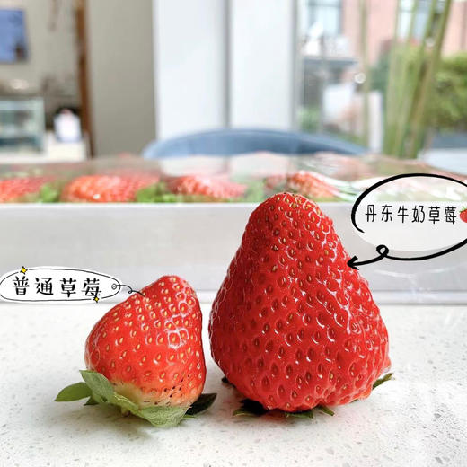来自丹东的牛奶草莓-爆甜多汁，草莓味超浓！（一盒约1.8-2斤） 商品图4
