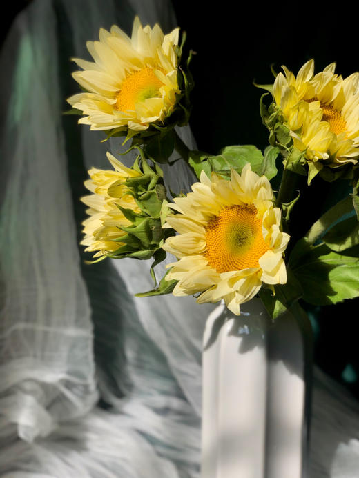 奶油向日葵【入目无他人，四下皆是你】简小姐精选  稀有新品网红温柔奶黄色 奶油向日葵5枝 2件包邮 下单72小时发货 商品图11