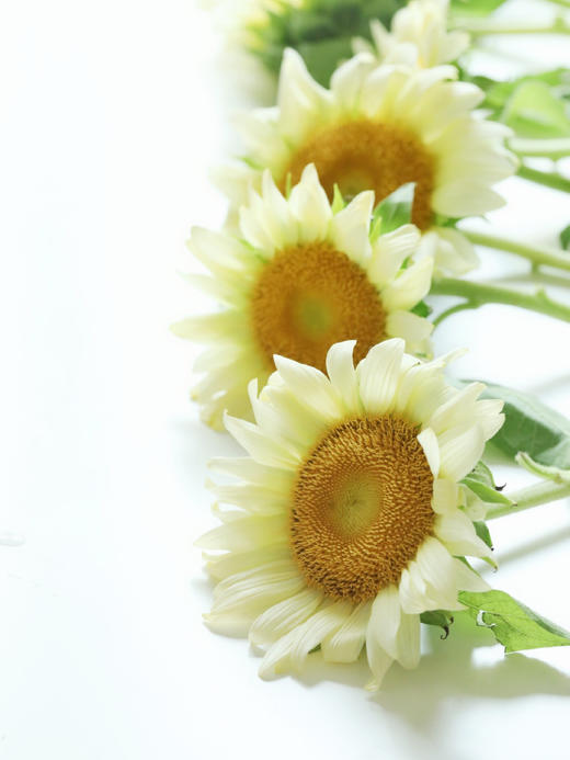 奶油向日葵【入目无他人，四下皆是你】简小姐精选  稀有新品网红温柔奶黄色 奶油向日葵5枝 2件包邮 下单72小时发货 商品图7